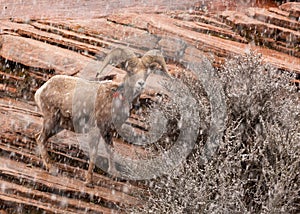 Desert big horned sheep in a snow storm