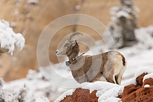 Desert bighorn ewe wearing radio collar in snowy slickrock landscape