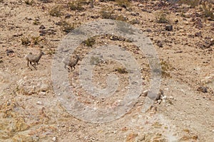 Desert Bighorn Ewes Running