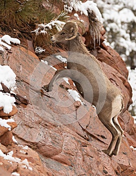 Desert bighorn ram jumping up steep rock slope in winter