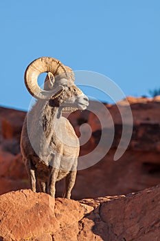 Desert Bighorn Ram Posing