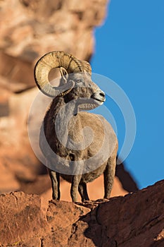 Desert Bighorn Ram Posing on Rock