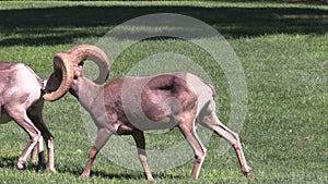 Desert Bighorn Ram in Rut