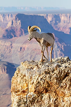 Desert Bighorn Ram Sheep on Large Rock