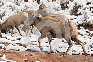 Desert bighorn ram walking in snowy winter landscape