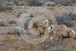 Desert Bighorn Rams Running