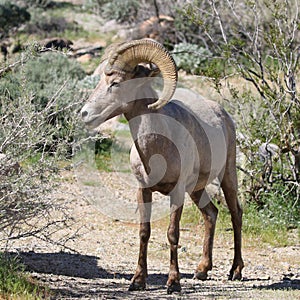 Desert Bighorn Sheep