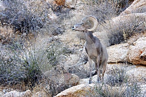 Desert Bighorn Sheep