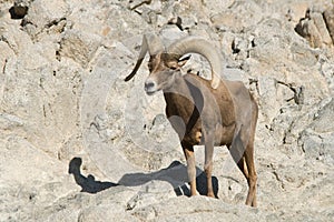 Desert Bighorn Sheep