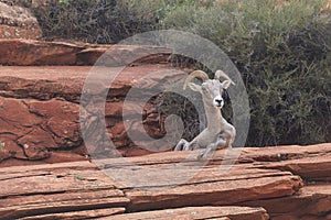 Desert Bighorn Sheep