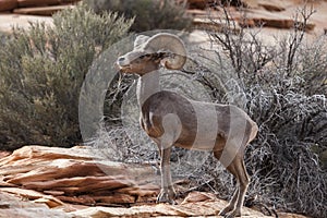 Desert Bighorn Sheep