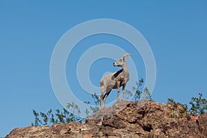 Desert Bighorn Sheep