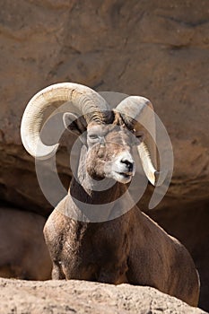 Desert Bighorn Sheep