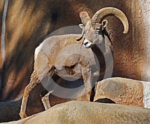 Desert Bighorn Sheep