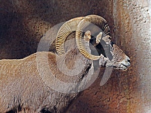 Desert Bighorn Sheep