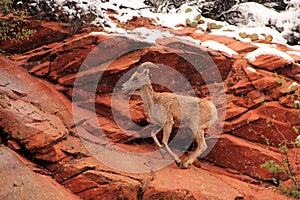 Desert Bighorn Sheep