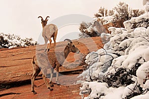 Desert Bighorn Sheep