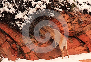 Desert Bighorn Sheep