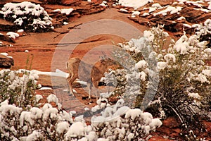 Desert Bighorn Sheep