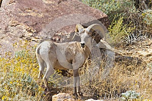 Desert Bighorn Sheep in Anza Borrego Desert.