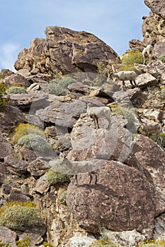 Desert Bighorn Sheep in Anza Borrego Desert.