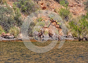 Desert bighorn sheep in Arizona