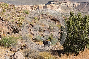Desert Bighorn Sheep, Black Mountains of Arizona