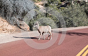 Desert Bighorn Sheep crossing the road