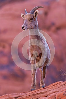 Desert Bighorn Sheep Ewe on Red Rock Cliff