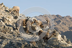 Desert Bighorn Sheep flock