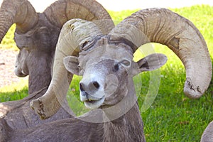 Desert Bighorn Sheep of Hemenway Park, Boulder City, Nevada.