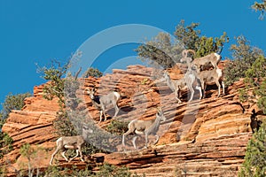 Desert Bighorn Sheep Herd