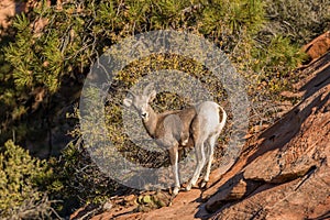 Desert Bighorn Sheep Lamb