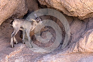 Desert Bighorn Sheep lamb