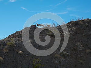 Desert Bighorn Sheep near Laughlin, Nevada