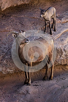 Desert Bighorn Sheep and new lamb