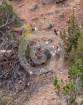 Desert Bighorn Sheep Ovis Canadensis Nelsoni