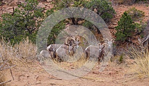 Desert Bighorn Sheep Ovis Canadensis Nelsoni