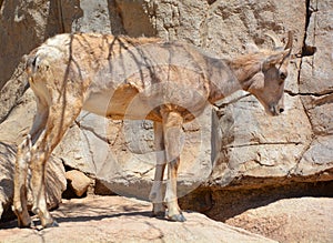 Desert bighorn sheep Ovis canadensis nelsoni