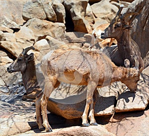 Desert bighorn sheep Ovis canadensis nelsoni