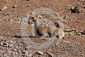 Desert bighorn sheep Ovis canadensis nelsoni 2