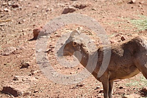 Desert bighorn sheep Ovis canadensis nelsoni 3