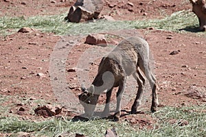 Desert bighorn sheep Ovis canadensis nelsoni 4