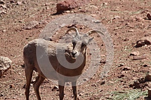 Desert bighorn sheep Ovis canadensis nelsoni 7