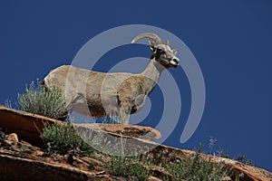 Desert Bighorn Sheep (Ovis canadensis nelsoni)