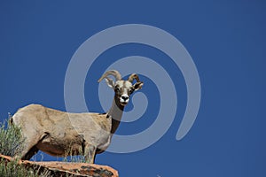 Desert Bighorn Sheep (Ovis canadensis nelsoni)