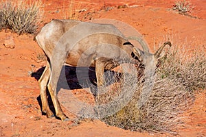 Desert bighorn sheep, ovis canadensis nelsoni, feed on creosote bushes on rocky and desert landscape of Valley of Fire State Park