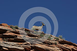 Desert Bighorn Sheep (Ovis canadensis nelsoni) photo