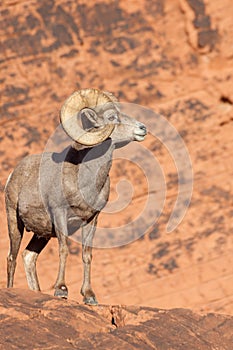 Desert Bighorn Sheep Ram