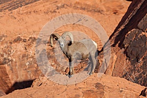 Desert Bighorn Sheep Ram